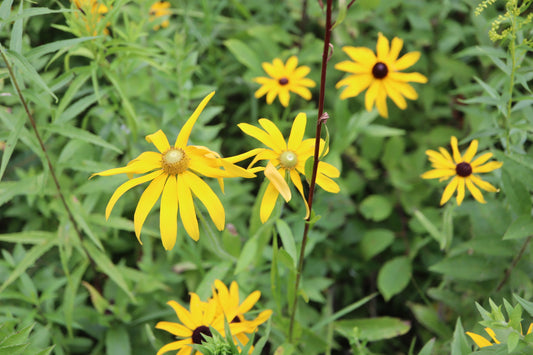 Rudbeckia hirta (Fr: rudbeckie hérissée | En: black-eyed Susan)