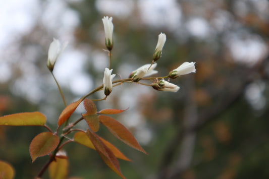 Amelanchier laevis (Fr: amélanchier glabre | En: smooth serviceberry)