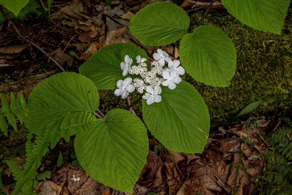 Viburnum lantanoides (Fr: viorne bois-d'orignal | En: hobblebush)
