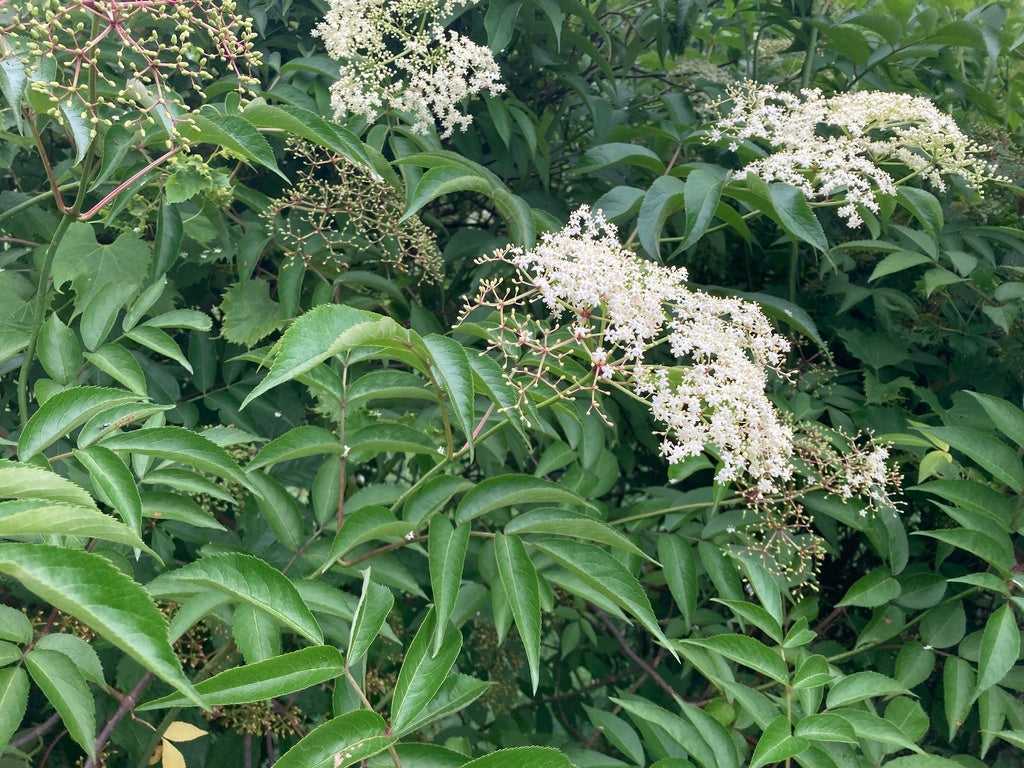 Sambucus canadensis (Fr: sureau blanc | En: American black elderberry)