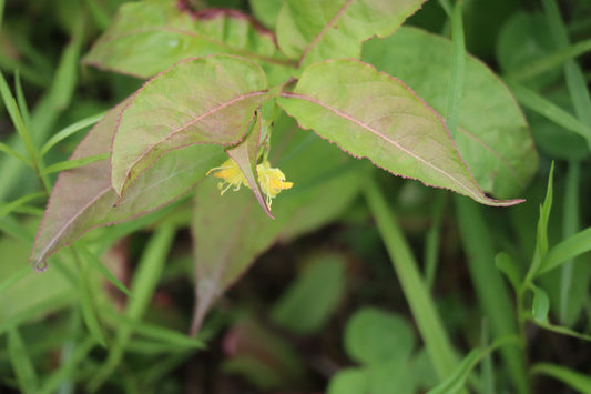 Diervilla lonicera (Fr: dièreville chèvrefeuille | En: northern bush-honeysuckle)