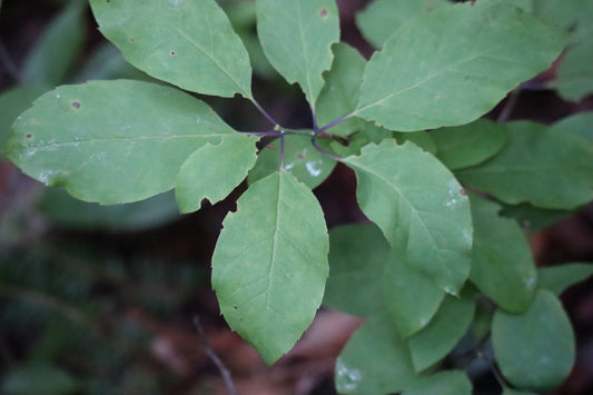 Ilex mucronata (Fr : némopanthe mucroné | En : houx des montagnes)