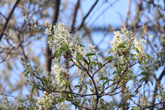 Amelanchier arborea (Fr: amélanchier arbre | En: downy serviceberry)