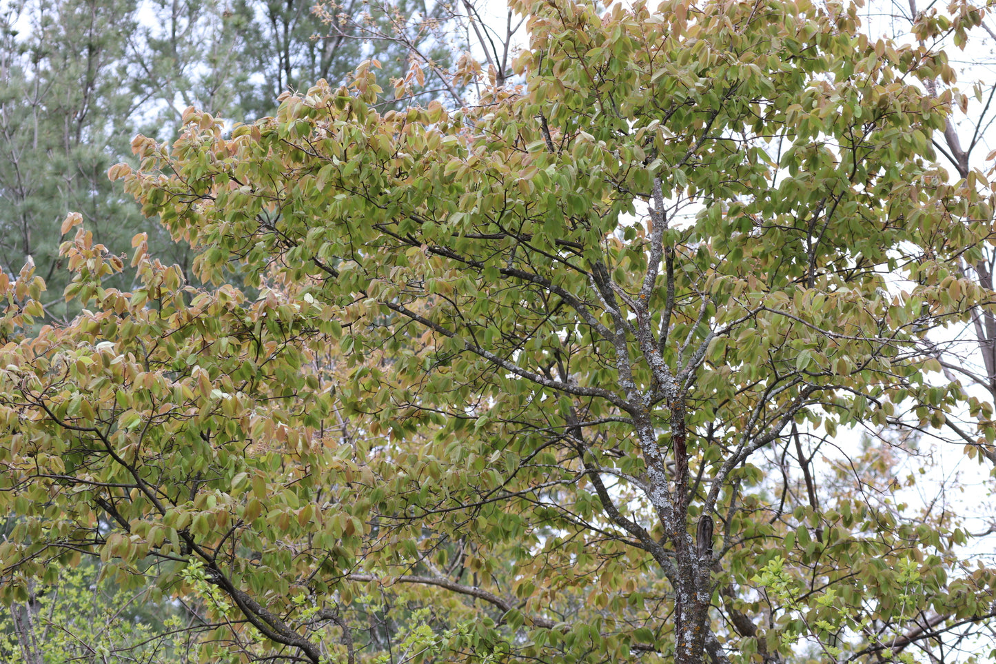 Amelanchier arborea (Fr: amélanchier arbre | En: downy serviceberry)