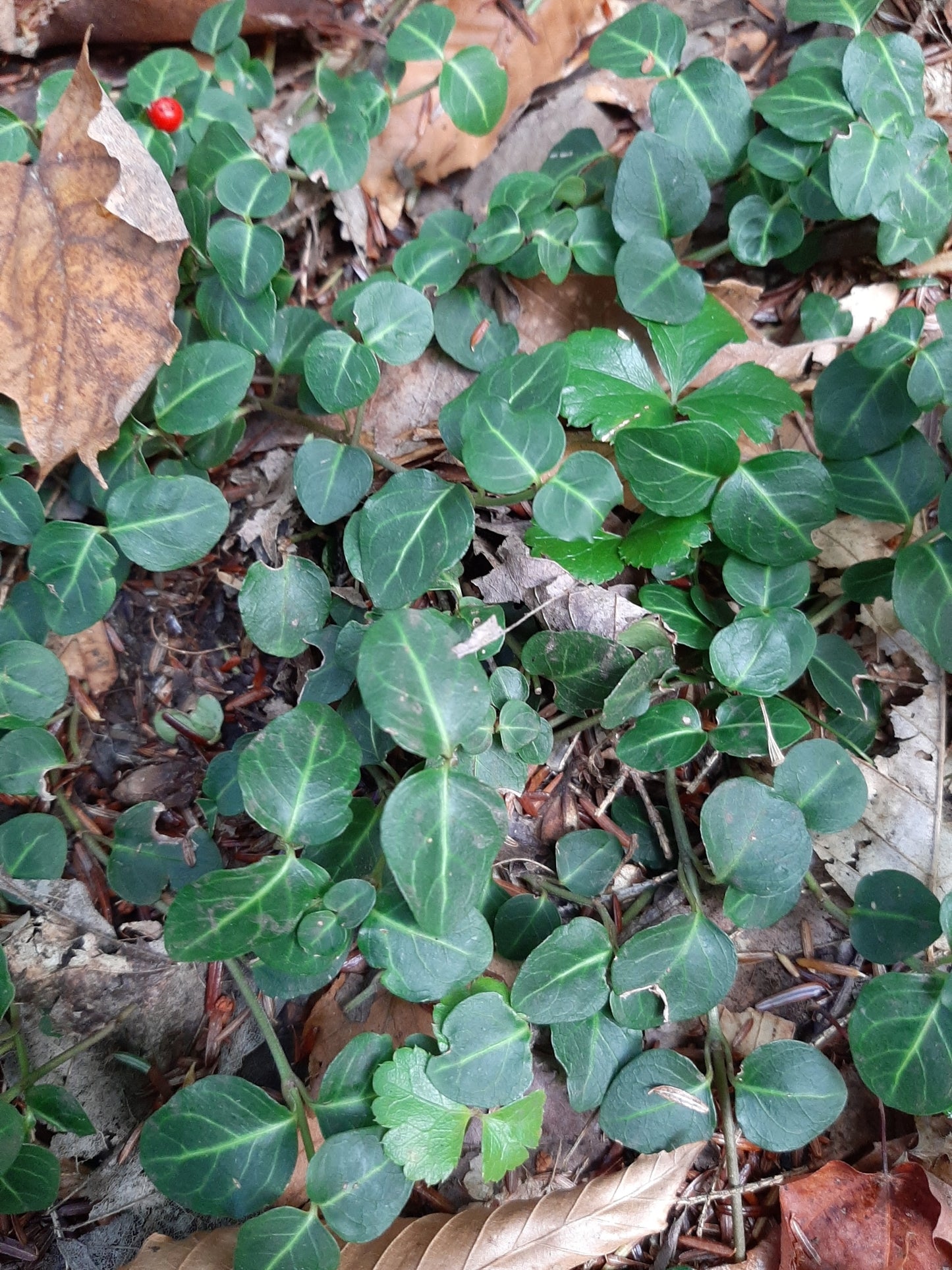 Mitchella repens (Fr: pain-de-perdrix | En: partridgeberry)