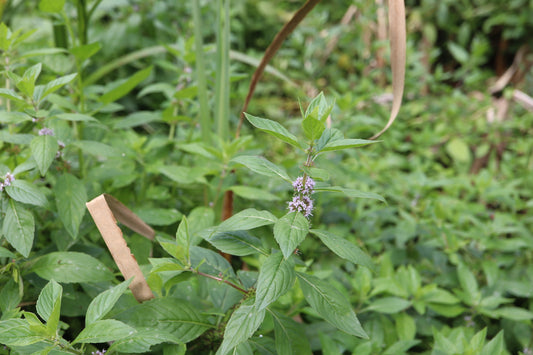 Mentha canadensis (Fr: menthe du Canada | En: Canada mint)
