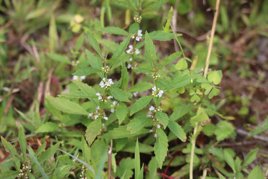 Lycopus uniflorus (Fr: lycope à une fleur | En: northern bugleweed)