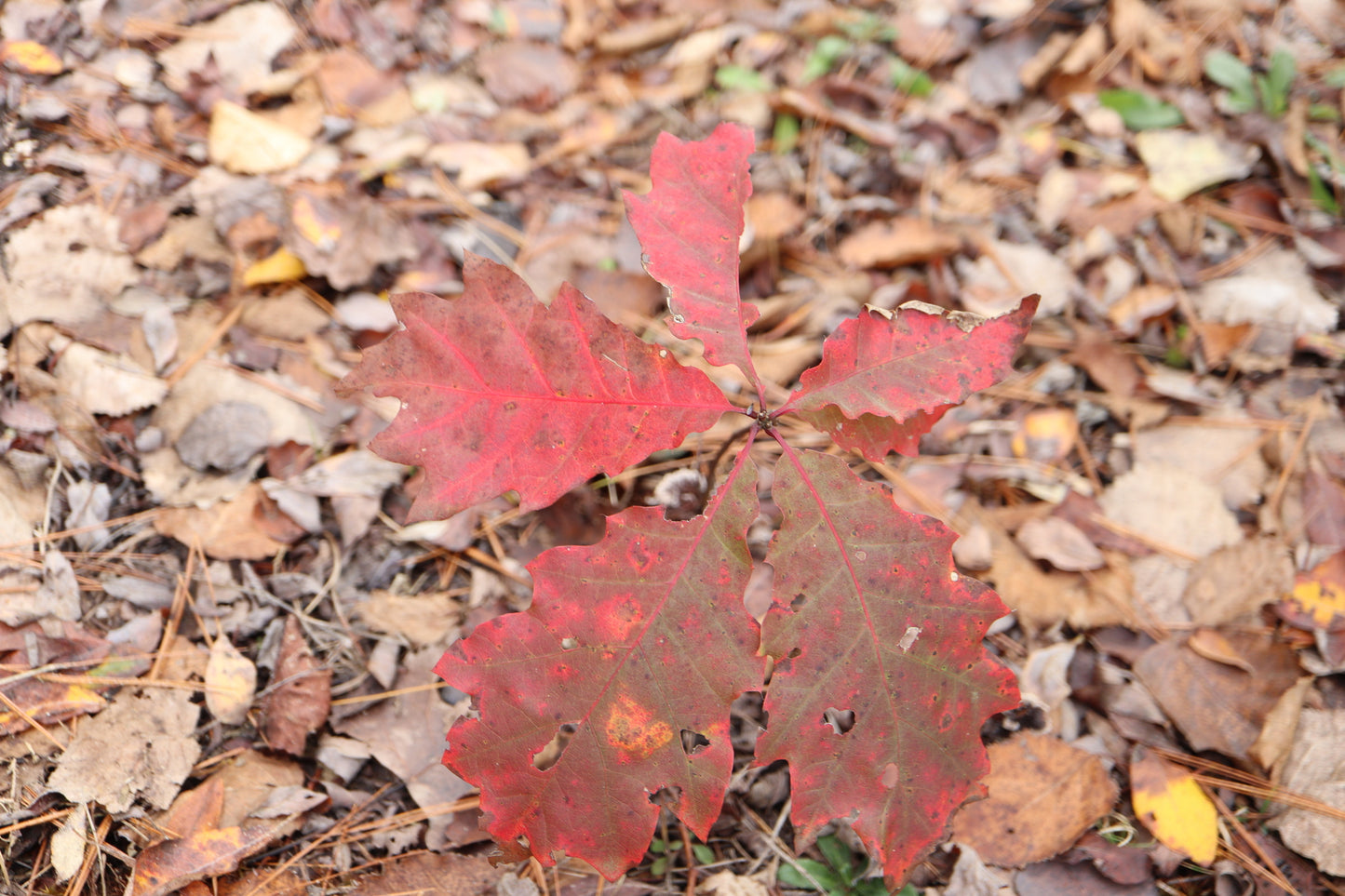 Quercus rubra (Fr: chêne rouge | En: Northern red oak)