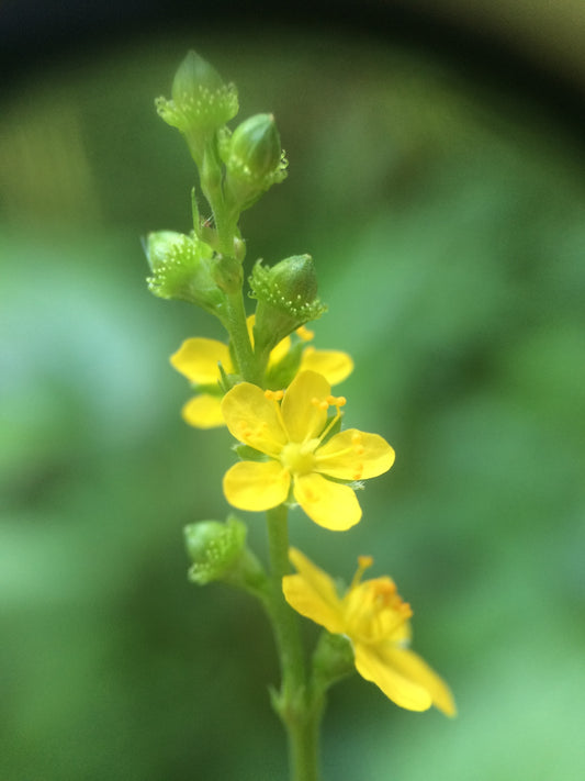 Agrimonia gryposepala (Fr: aigremoine à sépales crochus | En: tall hairy agrimony)