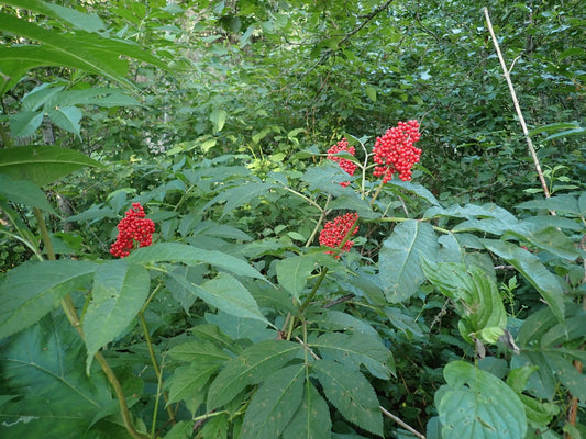 Sambucus racemosa (Fr : sureau à grappes | En : sureau rouge)