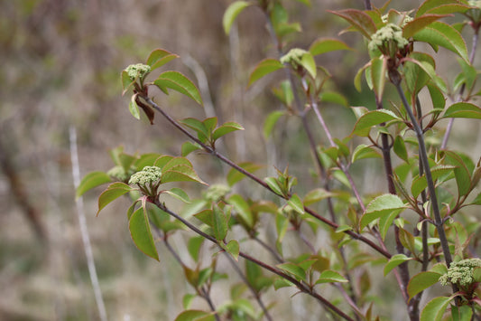 Viburnum lentago