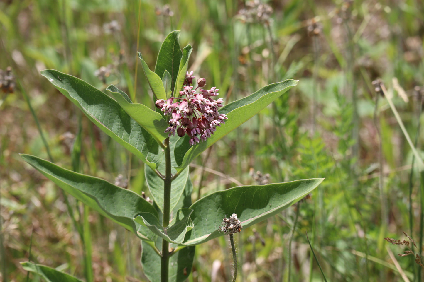 Asclepias syriaca  (Fr: asclépiade commune| En: common milkweed)