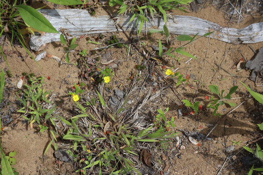 Oenothera perennis (Fr: onagre vivace | En: Small sundrops)