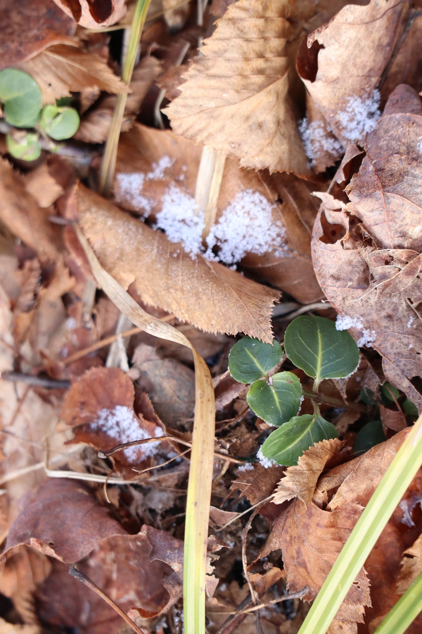 Mitchella repens (Fr: pain-de-perdrix | En: partridgeberry)