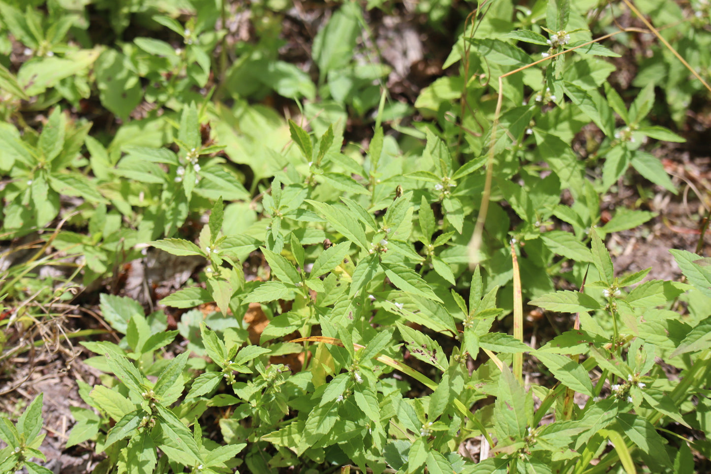 Lycopus uniflorus (Fr: lycope à une fleur | En: northern bugleweed)