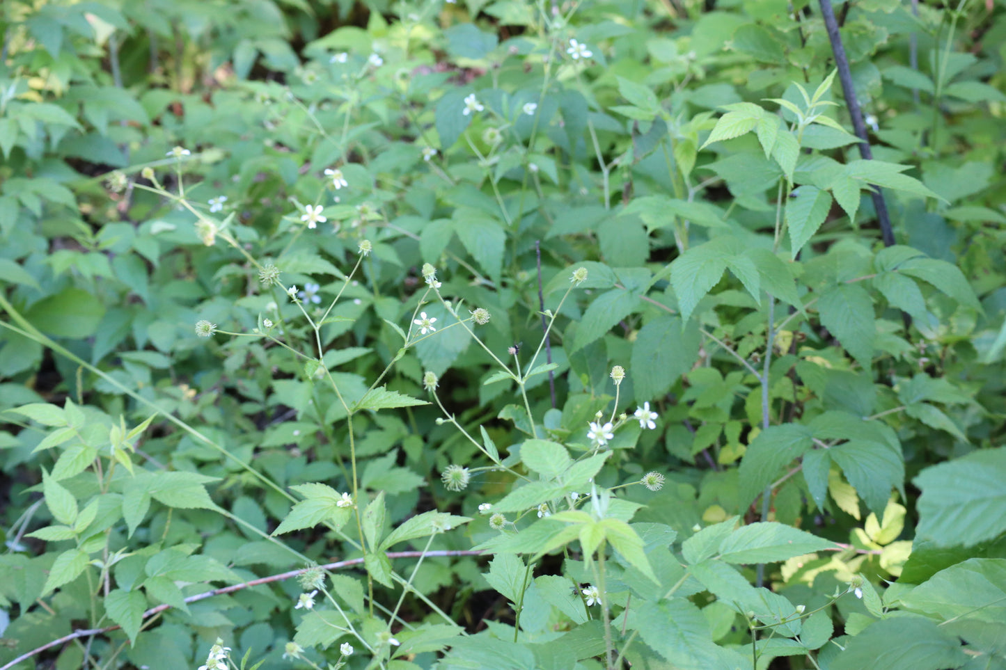 Geum canadense (Fr: benoîte du Canada | En: Canada avens)
