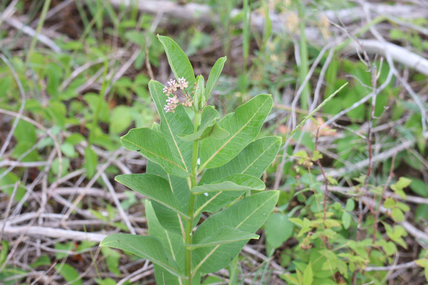 Asclepias syriaca  (Fr: asclépiade commune| En: common milkweed)