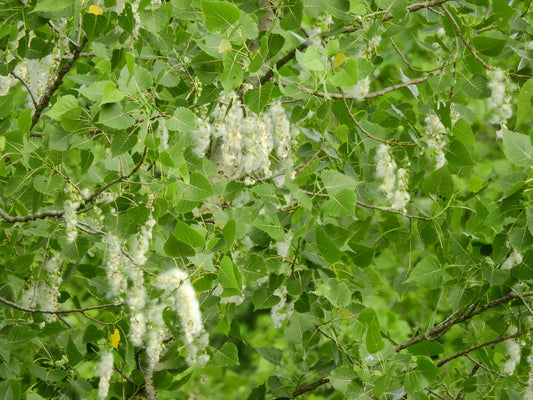 Populus deltoides (Fr: peuplier deltoïde | En: eastern cottonwood)
