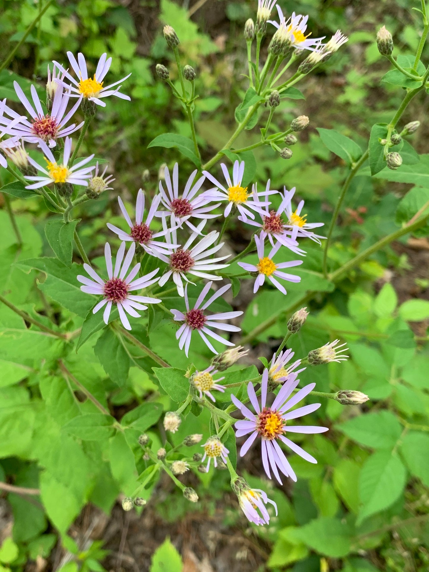 Eurybia macrophylla (Fr : aster à grandes feuilles | En : large-leaved aster)