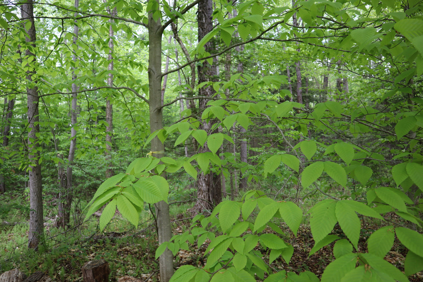 Fagus grandifolia (Fr: hêtre à grandes feuilles, hêtre américain | En: American beech)