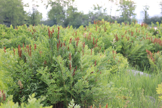 Osmonde royale d'Amérique / American royal fern (Osmunda regalis var. spectabilis) – plante indigène, Ottawa Valley