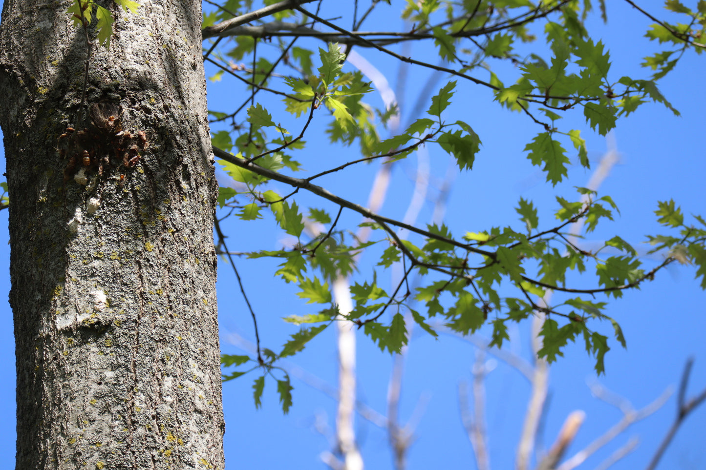 Quercus rubra (Fr: chêne rouge | En: Northern red oak)