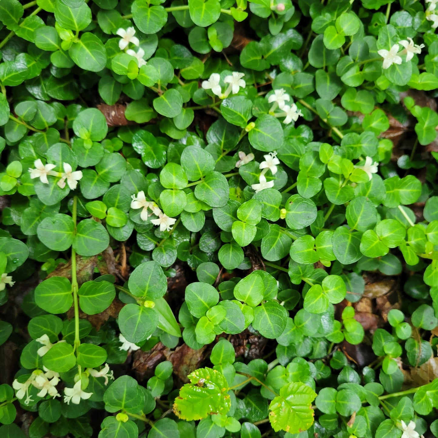 Mitchella repens (Fr: pain-de-perdrix | En: partridgeberry)