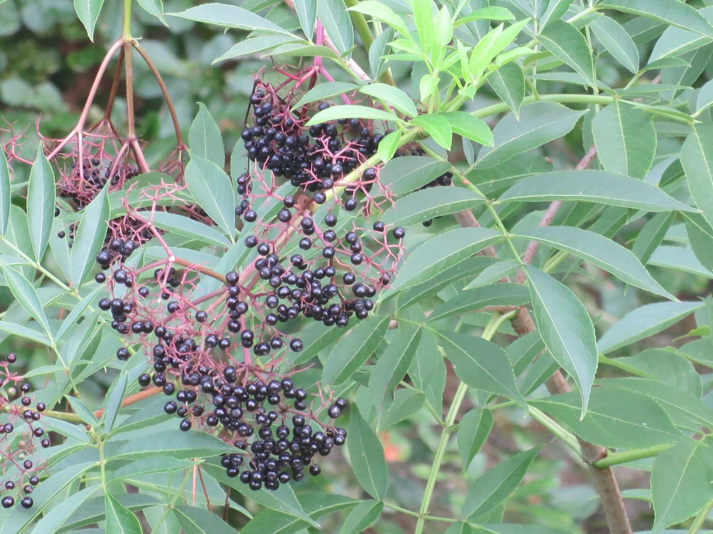 Sambucus canadensis (Fr: sureau blanc | En: American black elderberry)