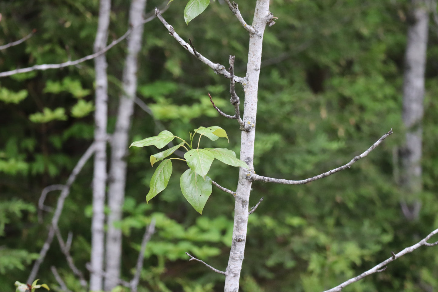 Populus balsamifera (Fr: peuplier baumier | En: balsam poplar)
