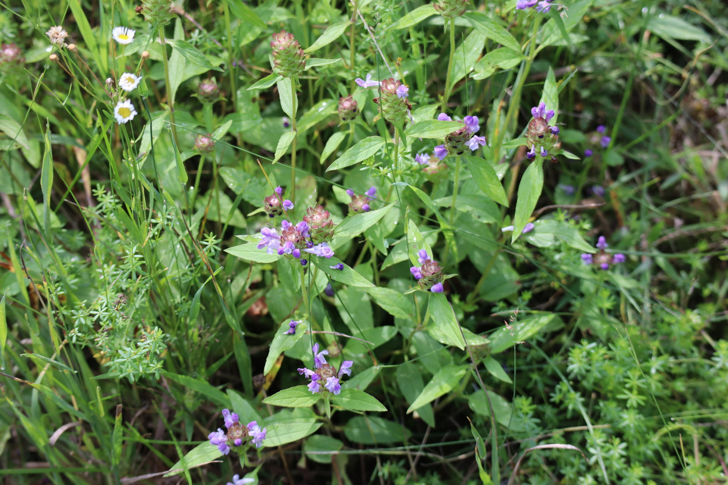 Prunella vulgaris lanceolata