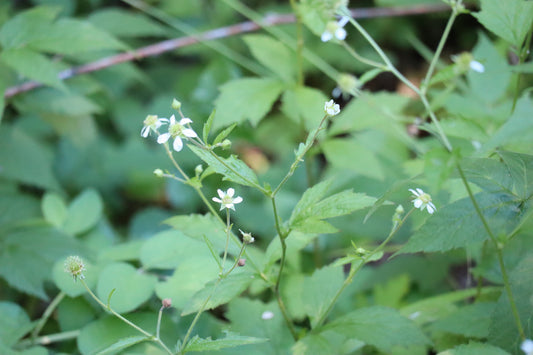 Geum canadense (Fr: benoîte du Canada | En: Canada avens)