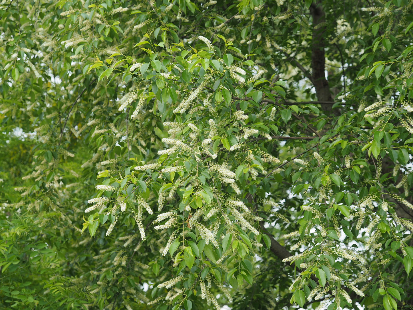 Prunus serotina (Fr: Cerisier tardif | En: Black cherry)