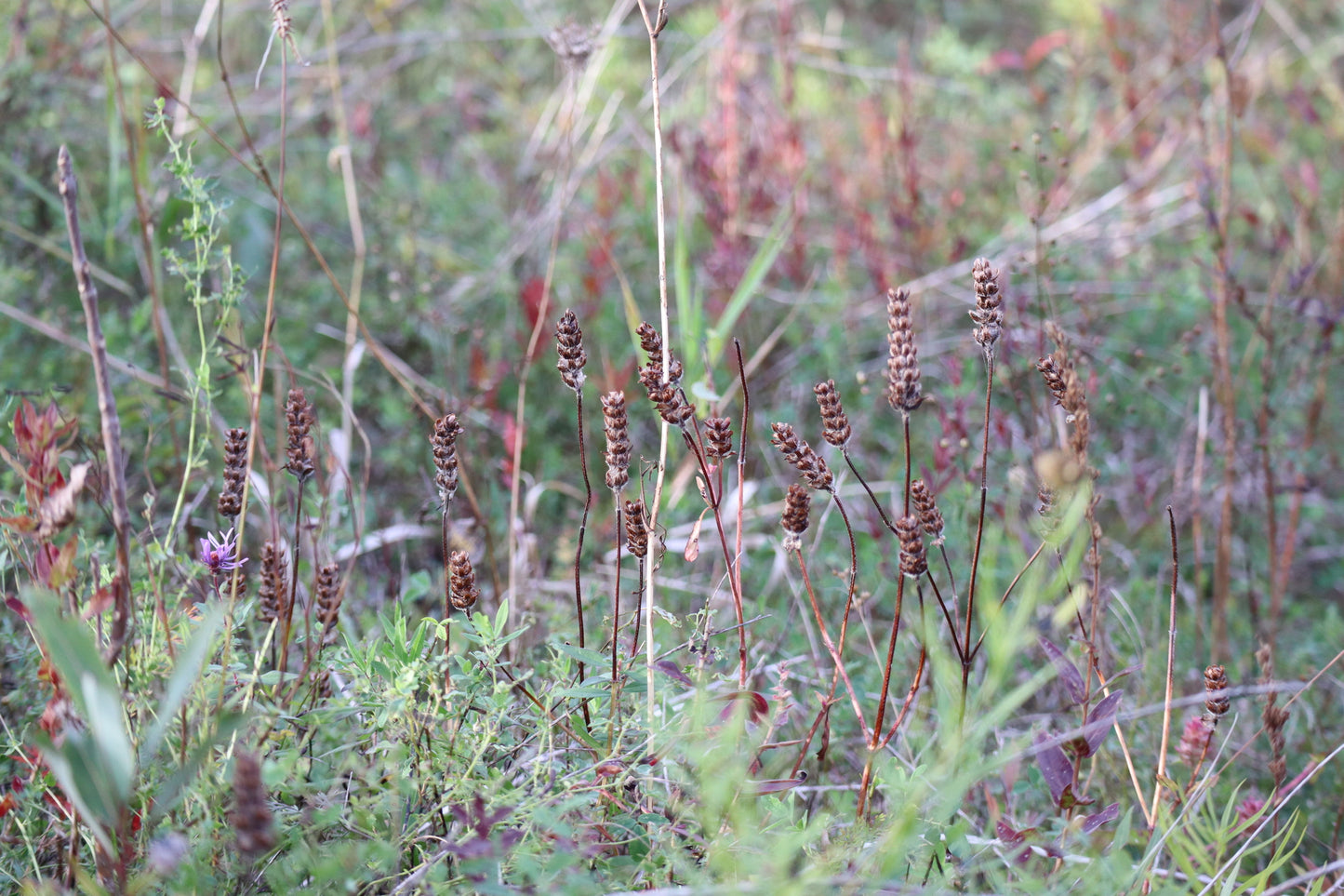 Prunella vulgaris lanceolata