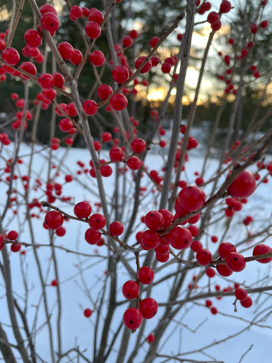 Ilex verticillata (Fr: houx verticillé | En: winterberry holly)