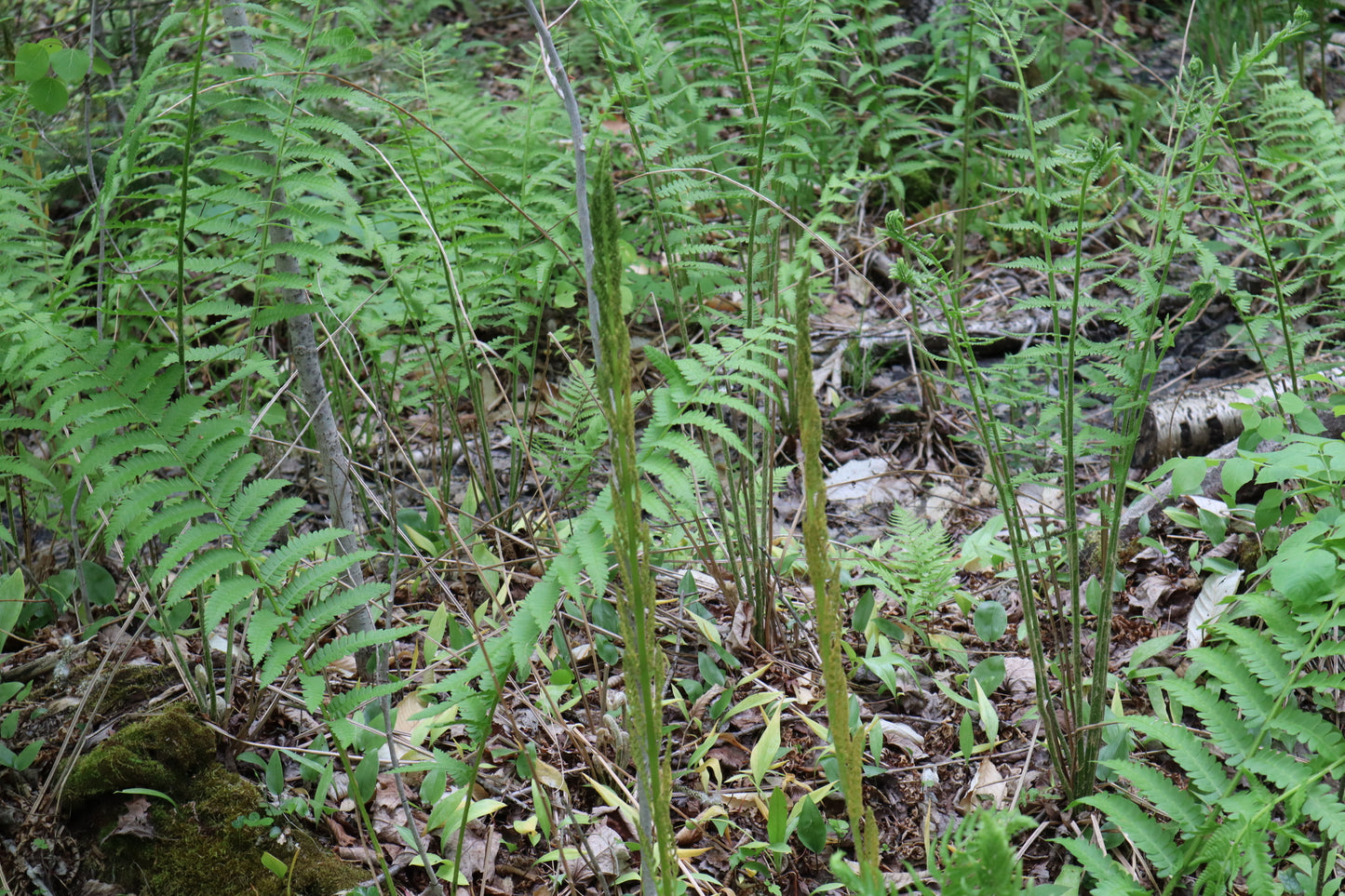 Osmundastrum cinnamomeum (Fougère Cannelle)