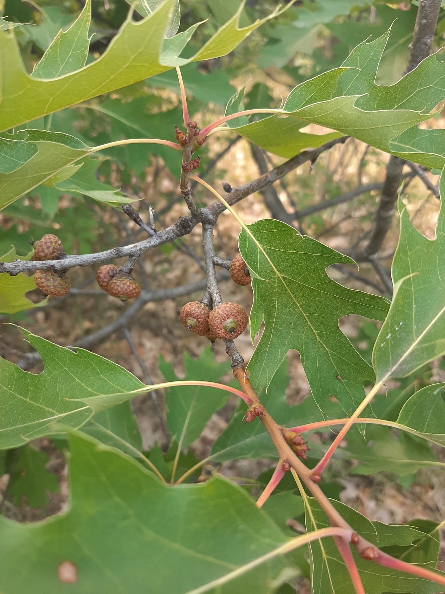 Quercus rubra (Fr: chêne rouge | En: Northern red oak)