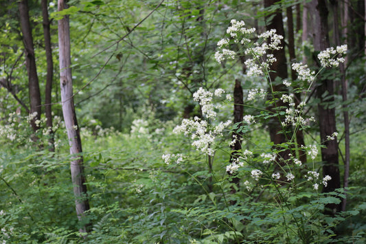 Thalictrum pubescens (Fr : pigamon pubescent | En : tall meadow-rue)