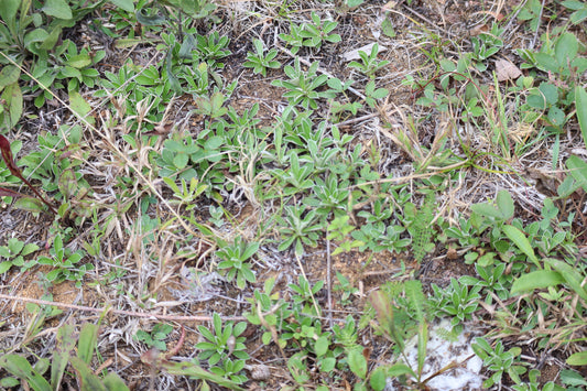 Antennaire de Howell / Small Pussytoes (Antennaria howellii) – plante indigène, Ottawa Valley