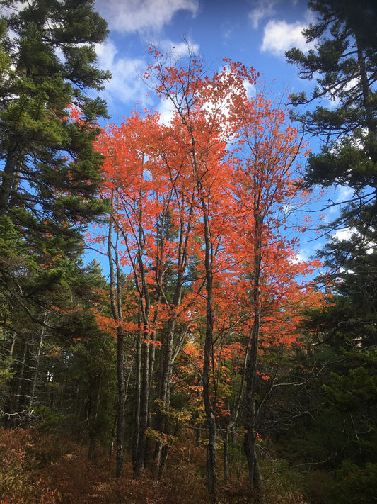 Acer rubrum (Fr: érable rouge | En: Red Maple)