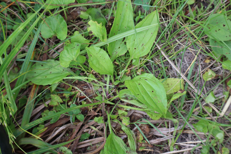 Plantago rugélii (Fr: plantain de Rugel | En: American plantain ...