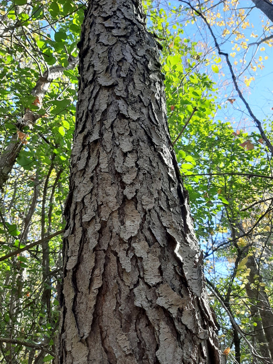 Prunus serotina (Fr: Cerisier tardif | En: Black cherry)