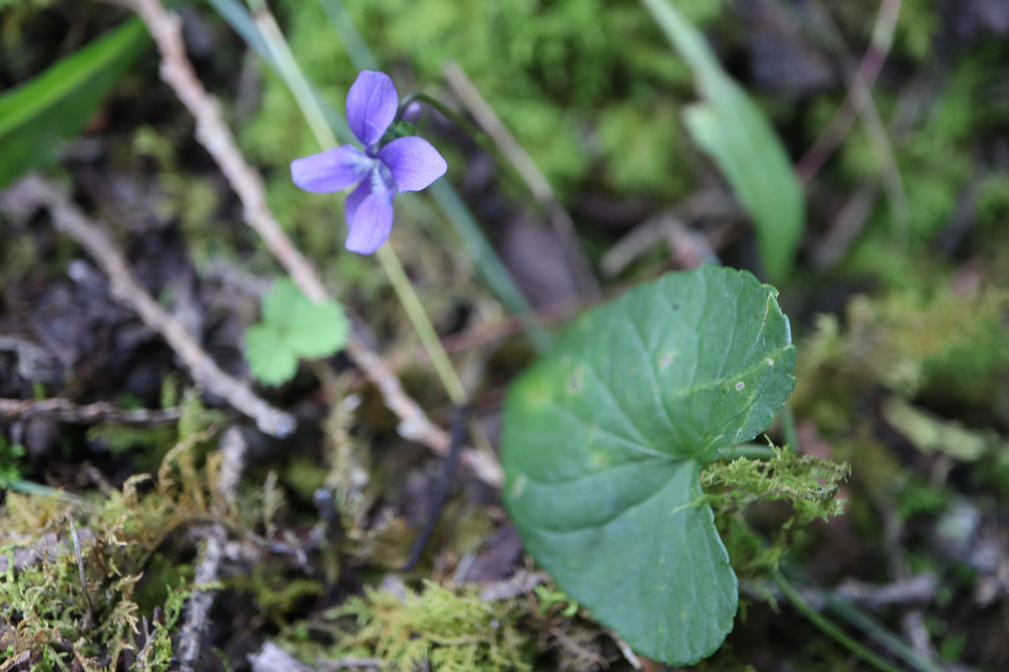 Viola septentrionalis (Fr: violette septentrionale | En: northern blue violet)