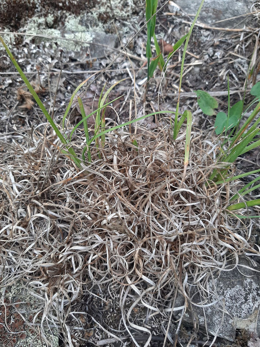 Danthonia spicata (Fr: danthonie à épi | En: poverty oatgrass)