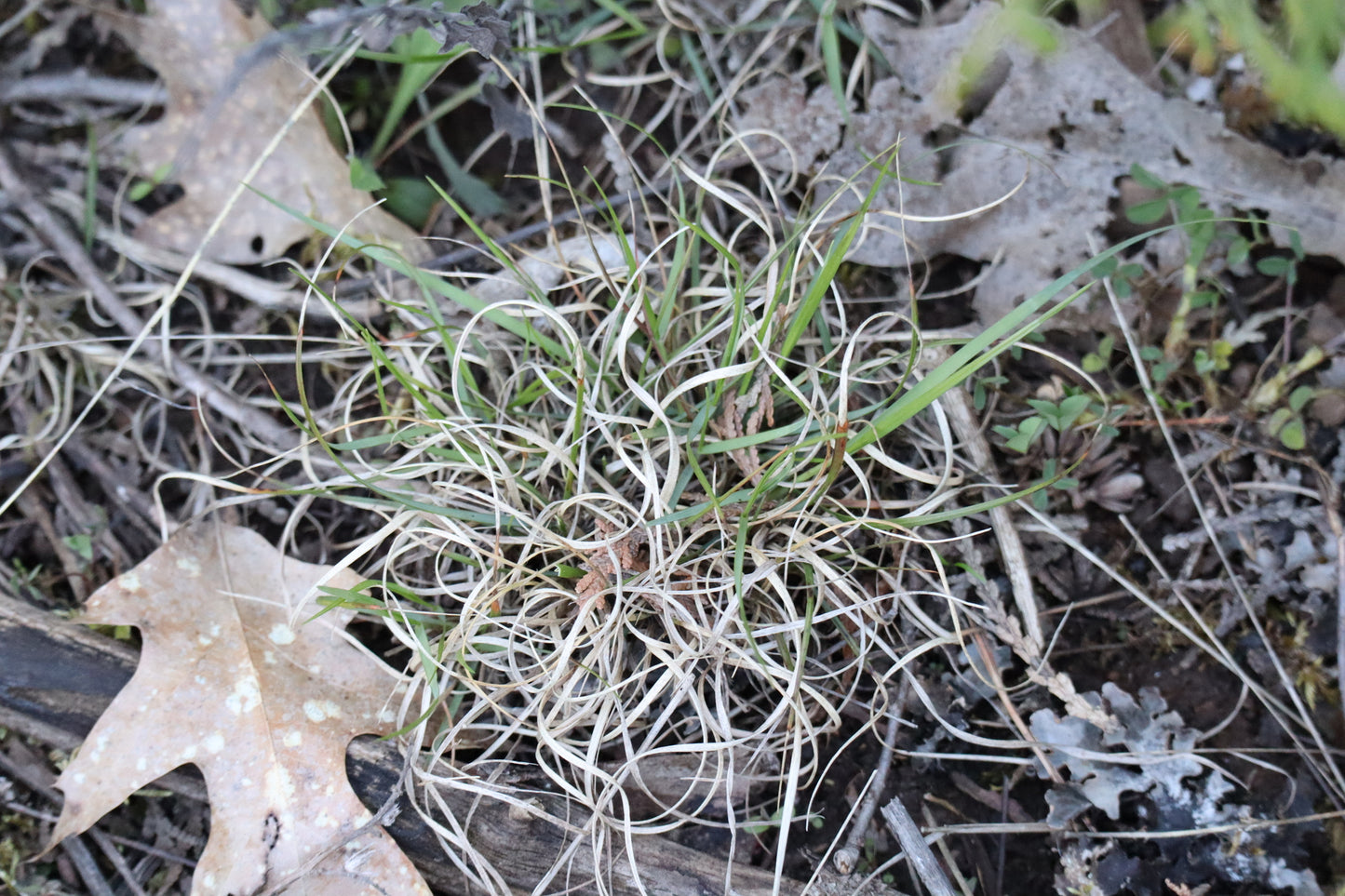Danthonia spicata (Fr: danthonie à épi | En: avoine de la pauvreté)