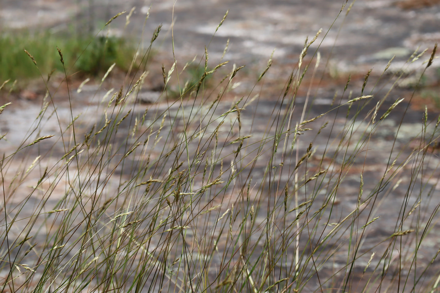 Danthonia spicata (Fr: danthonie à épi | En: poverty oatgrass)
