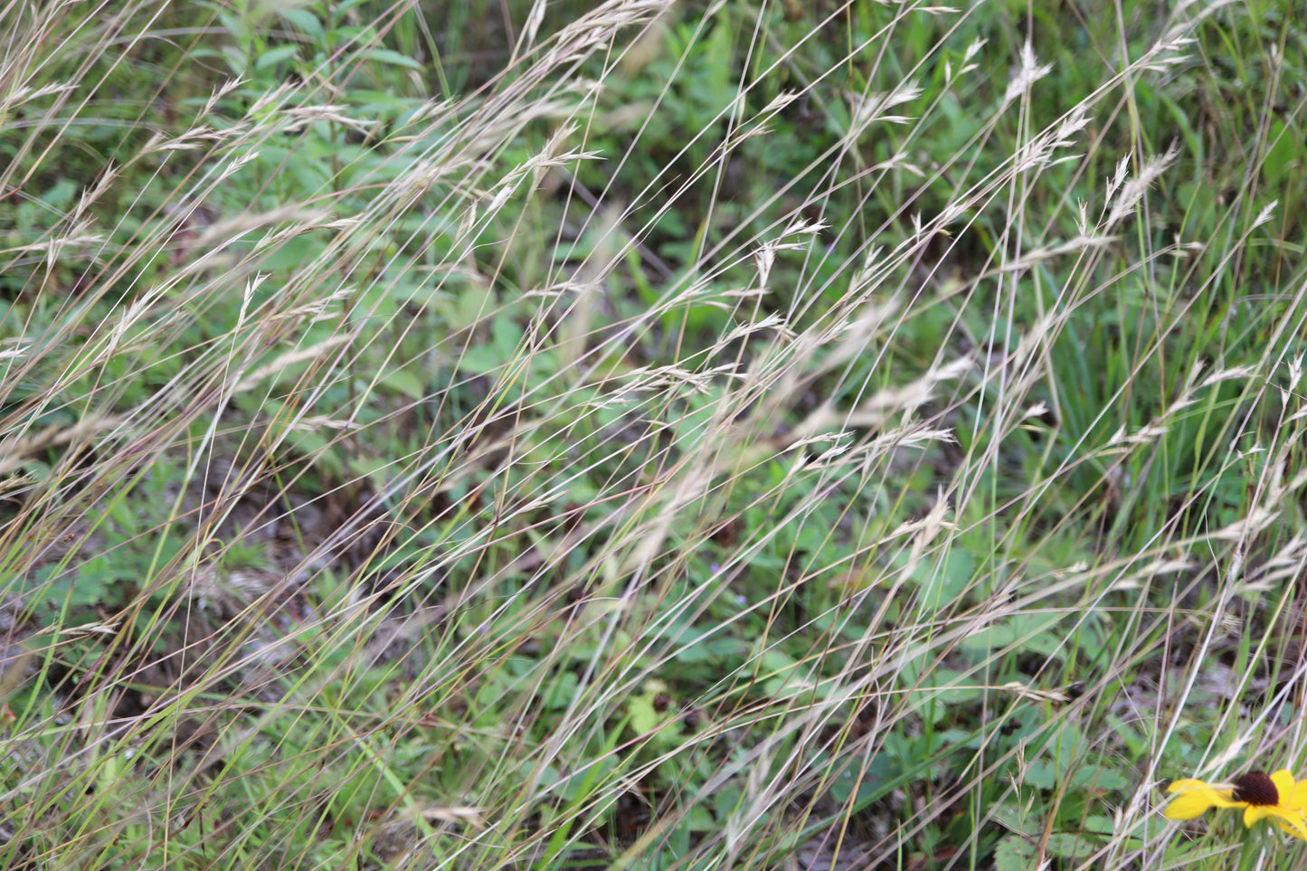 Danthonia spicata (Fr: danthonie à épi | En: avoine de la pauvreté)