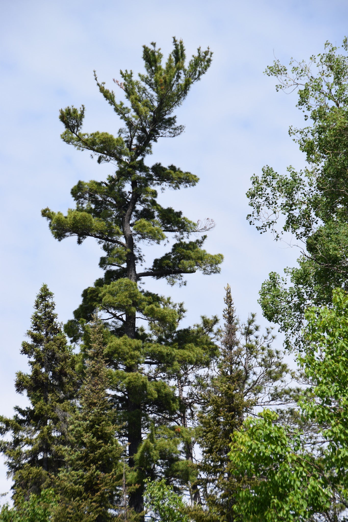 Pinus strobus (Fr: pin blanc | En: Eastern White Pine)