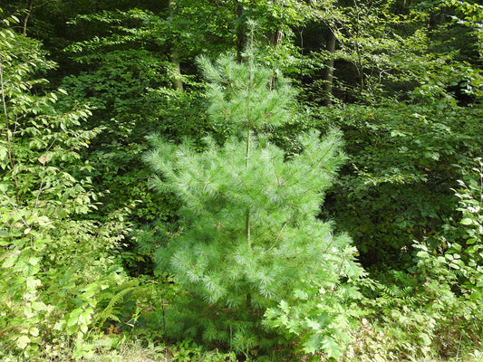 Pinus strobus (Fr: pin blanc | En: Eastern White Pine)
