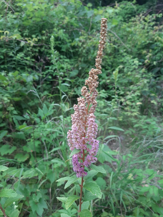 Spiraea tomentosa (Fr: spirée tomenteuse | En: steeplebush)