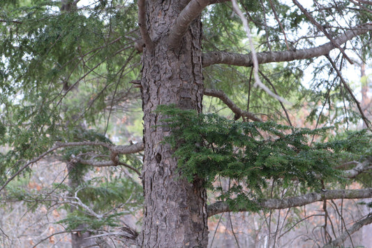 Tsuga canadensis (Fr: pruche du Canada | En: eastern hemlock)